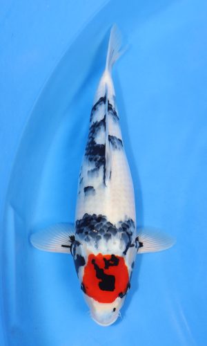 DAINICHI BLOODLINE TANCHO SHOWA #1