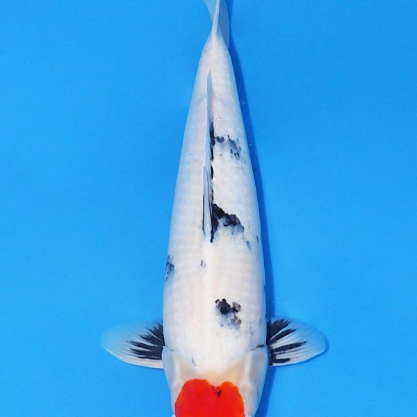 1150cm.jpg 1150cm.jpg