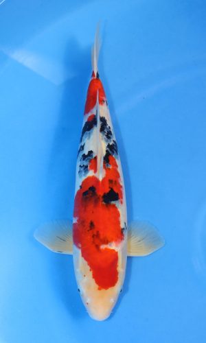 MARUHIRO SANKE