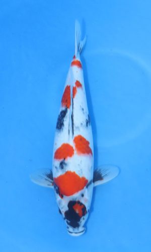 DAINICHI BLOODLINE SHOWA #4