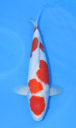 MARUHIRO MARUTEN KOHAKU #1