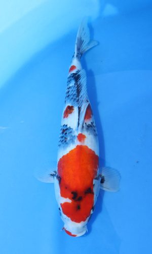DAINICHI BLOODLINE SHOWA #3