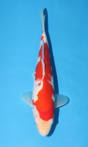 TORAZO KOHAKU JUMBO TOSAI 10″-12″ WITH CERTIFICATE #11