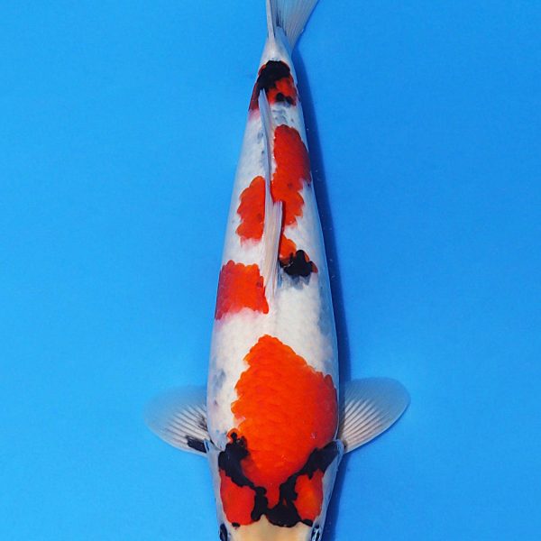2546cm.jpg 2546cm.jpg