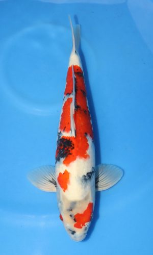 KOSHIJI SHOWA