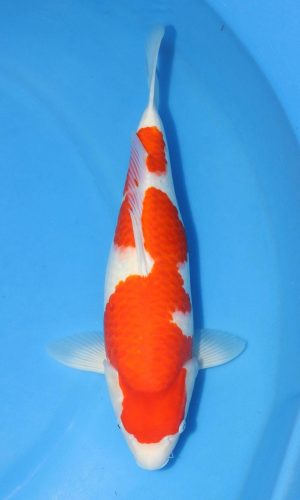 MARUHIRO SHOW QUALITY KOHAKU