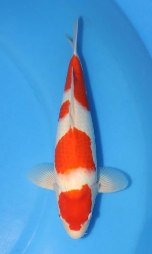 SAKAI BLOODLINE MARUTEN KOHAKU