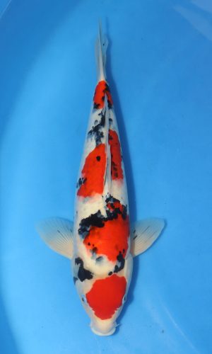 SAKAI BLOODLINE MARUTEN SANKE #1