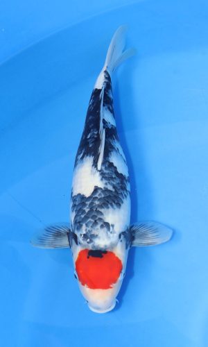 DAINICHI BLOODLINE TANCHO SHOWA #3