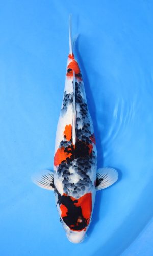 DAINICHI BLOODLINE MARUTEN SHOWA #7