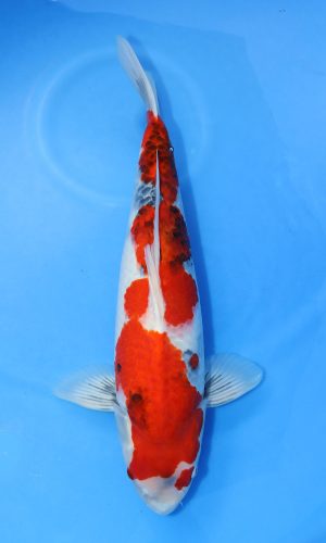 DAINICHI BLOODLINE SHOWA #6