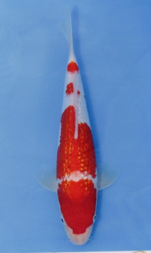 MARUDO JUMBO TOSAI 10″-12″ CERTIFICATE KOI #5