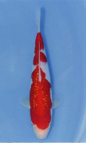 MARUDO JUMBO TOSAI 10″-12″ CERTIFICATE KOI #6