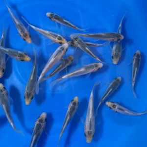 Asagi Tosai (Baby Koi)