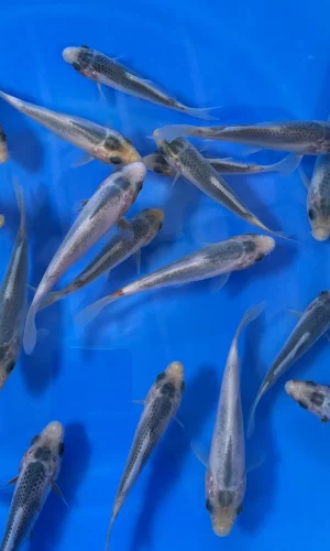 Asagi Tosai (Baby Koi)