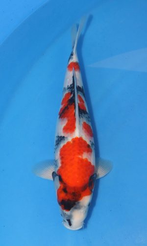 ISA SHOWA NISAI FEMALE GUARANTEE CERTIFICATE #1