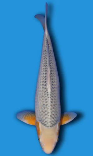 Golden Corn (Ki Asagi)