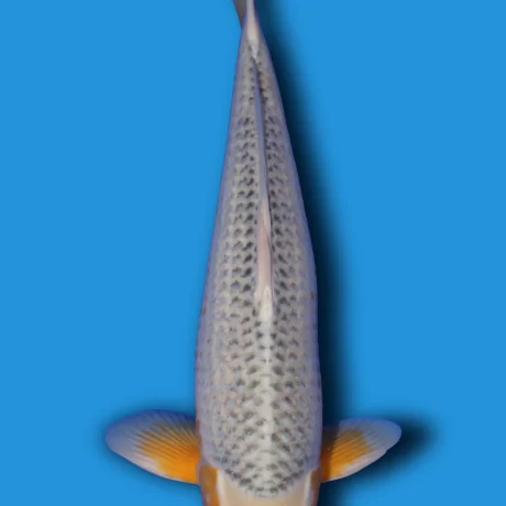Golden Corn (Ki Asagi)