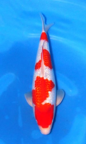 SAITO GINRIN KOHAKU #7