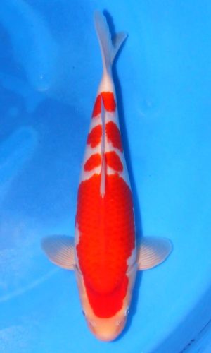 SAITO KOHAKU #5