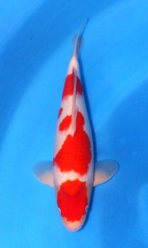 SAITO KOHAKU #3