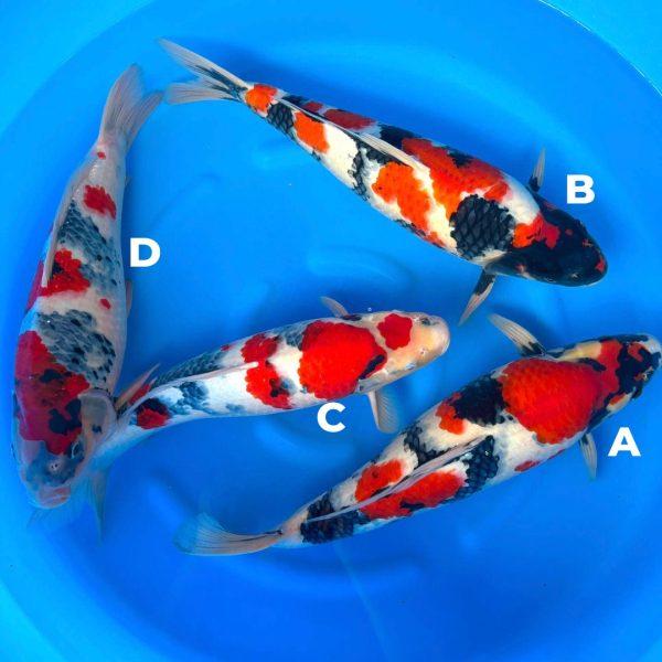 KOSHIJI6.jpg KOSHIJI6.jpg