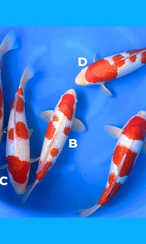 DAINICHI BLOODLINE GINRIN KOHAKU