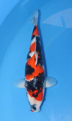 ISA SHOWA NISAI FEMALE GUARANTEE CERTIFICATE #2