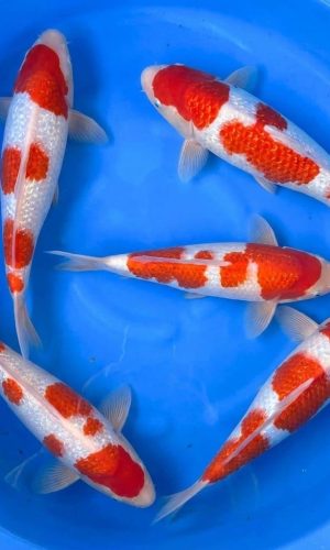 Dainichi Bloodline Ginrin Kohaku
